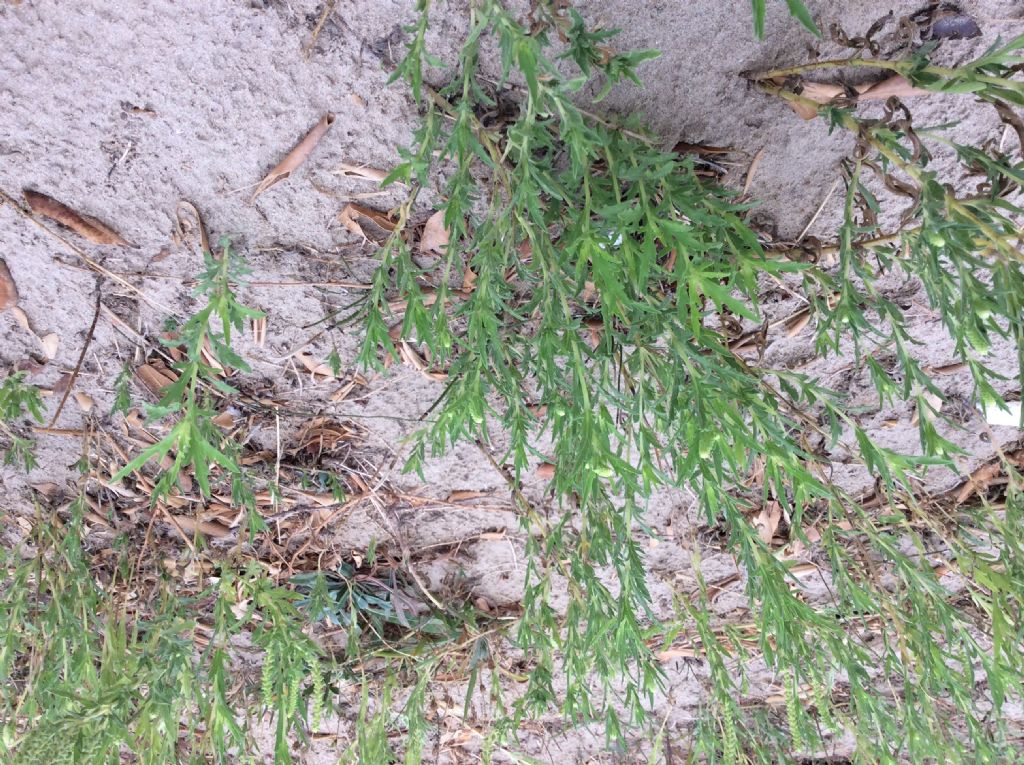 Ambrosia cfr. maritima (Asteraceae)